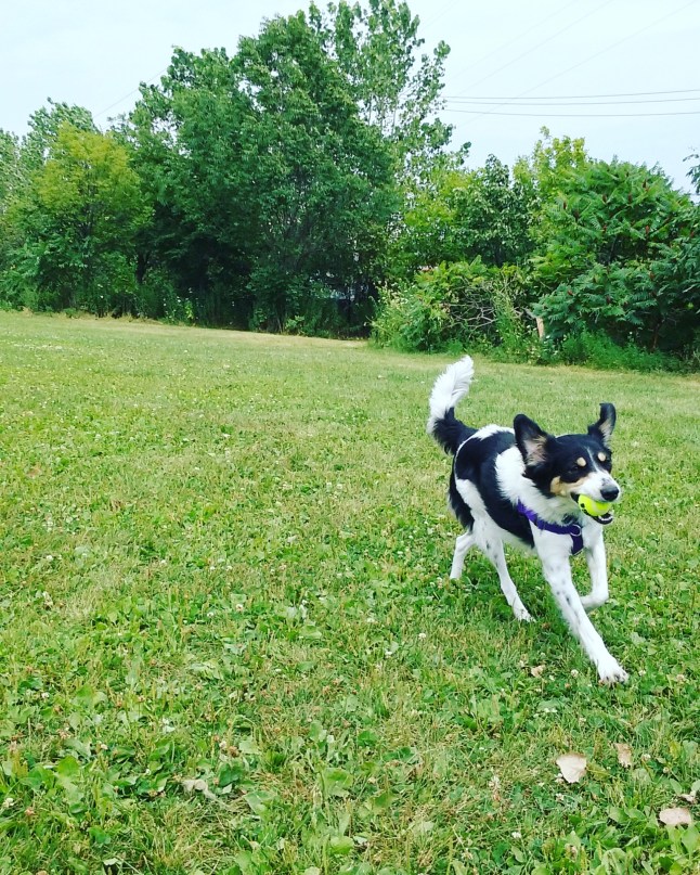 IMG_20170607_020418_218